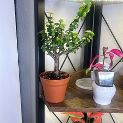 Jade plant Pre Bonsai