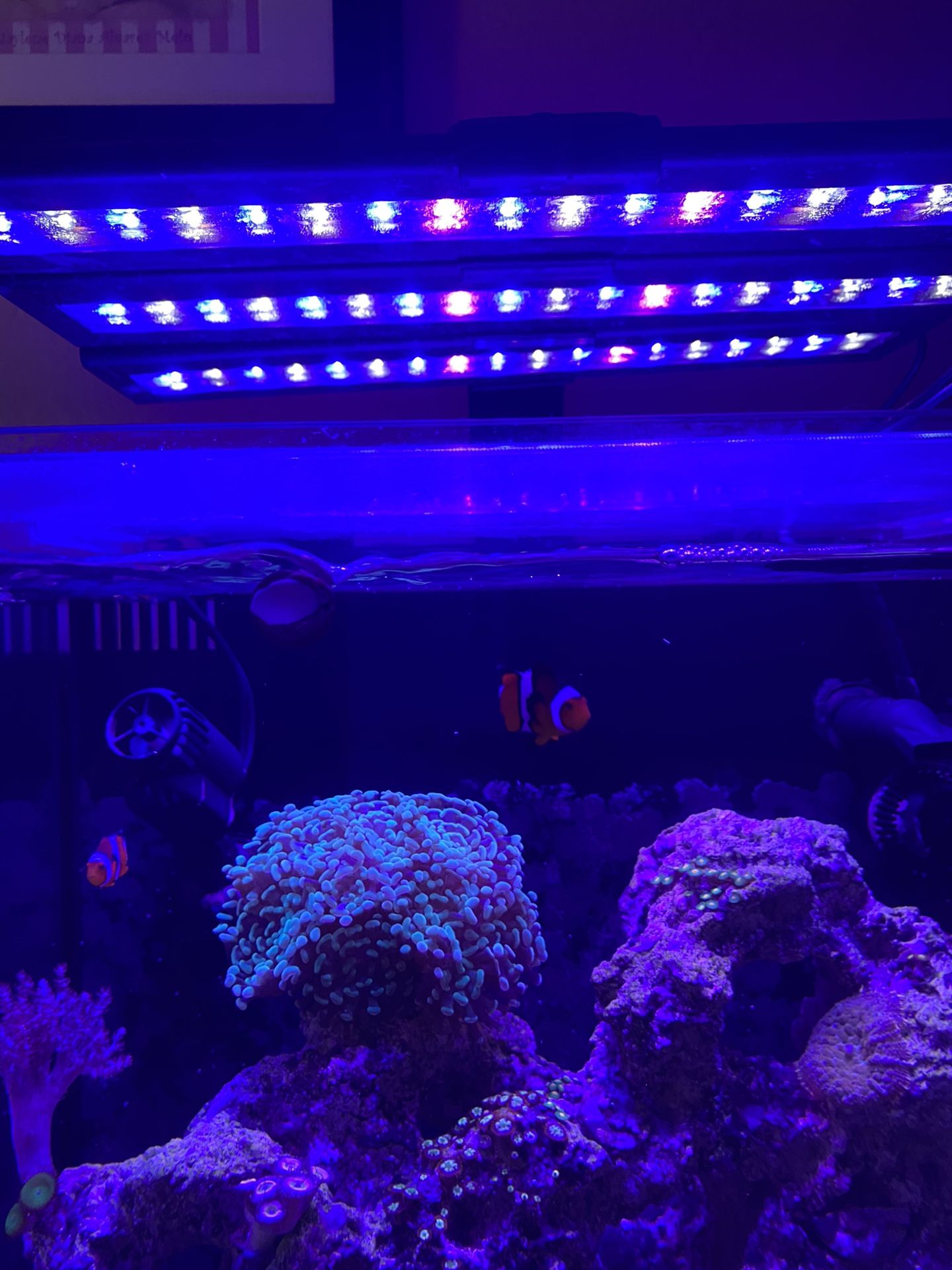 Current Usa Light Aquarium 