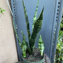 HERMOSAS PLANTAS NATURALES “SNAKE PLANT 