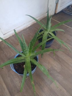 Aloe vera plants