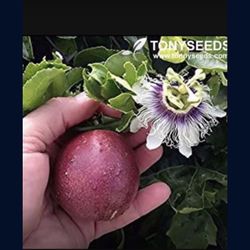 Passion Fruit Purple 1 Gallon Plant Fully Grown