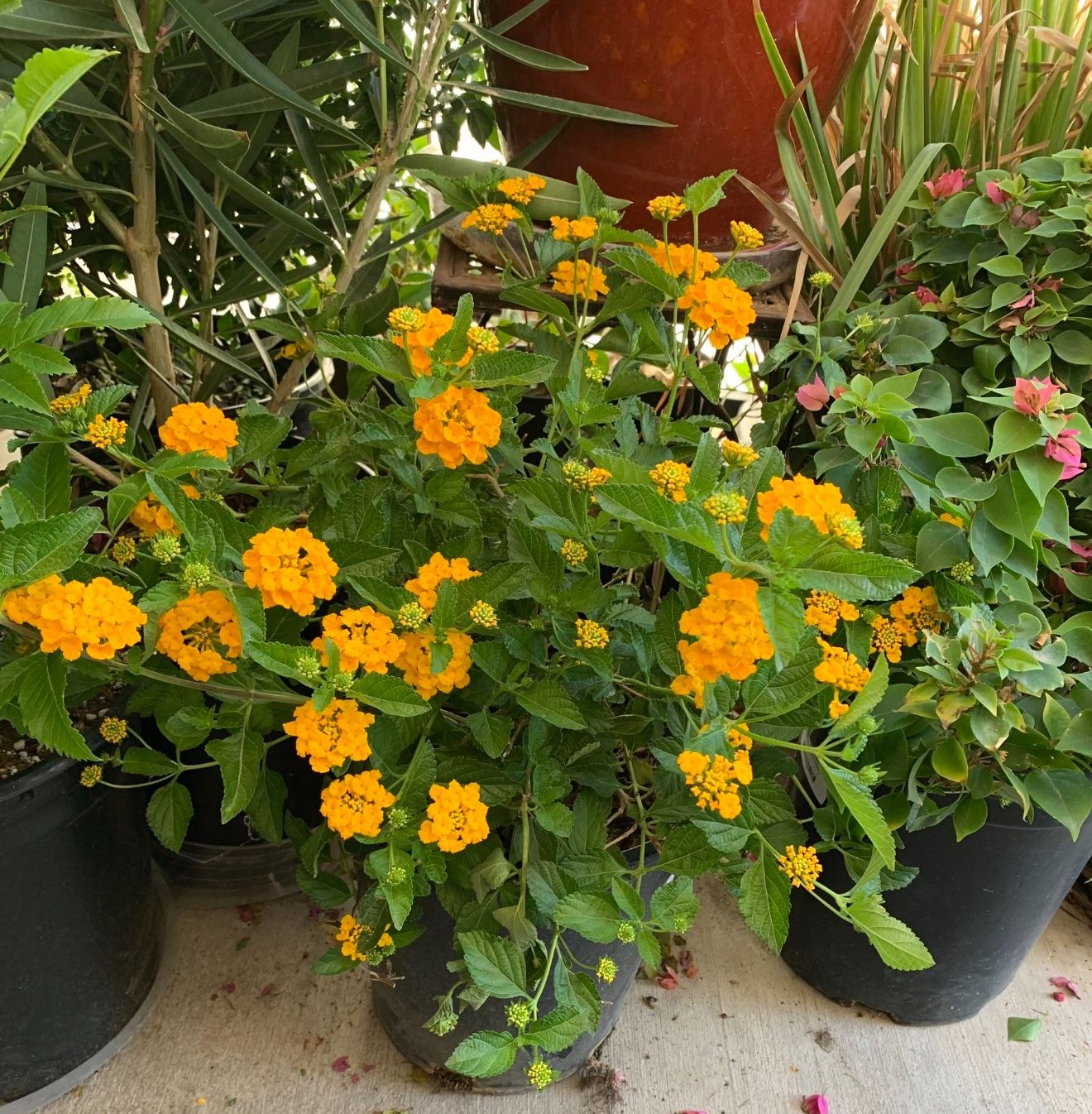 New Gold Lantana In 12” Nursery Pot $30 EACH FIRM 