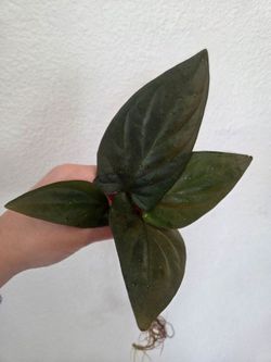 Syngonium Red Arrow Plant Cuttings