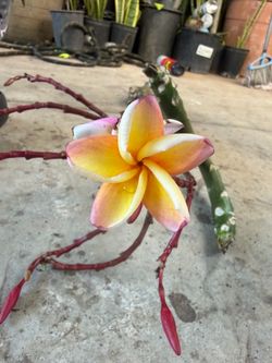 Cutting plumeria