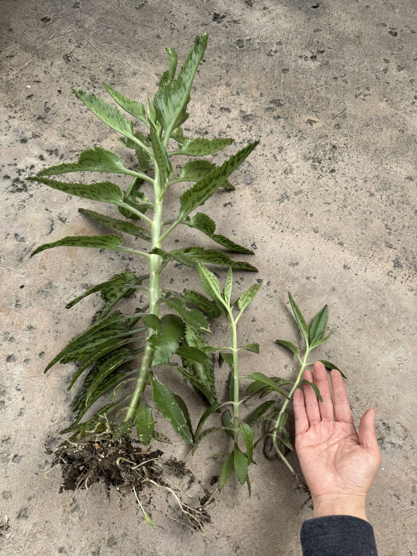 Free Rooted Succulents