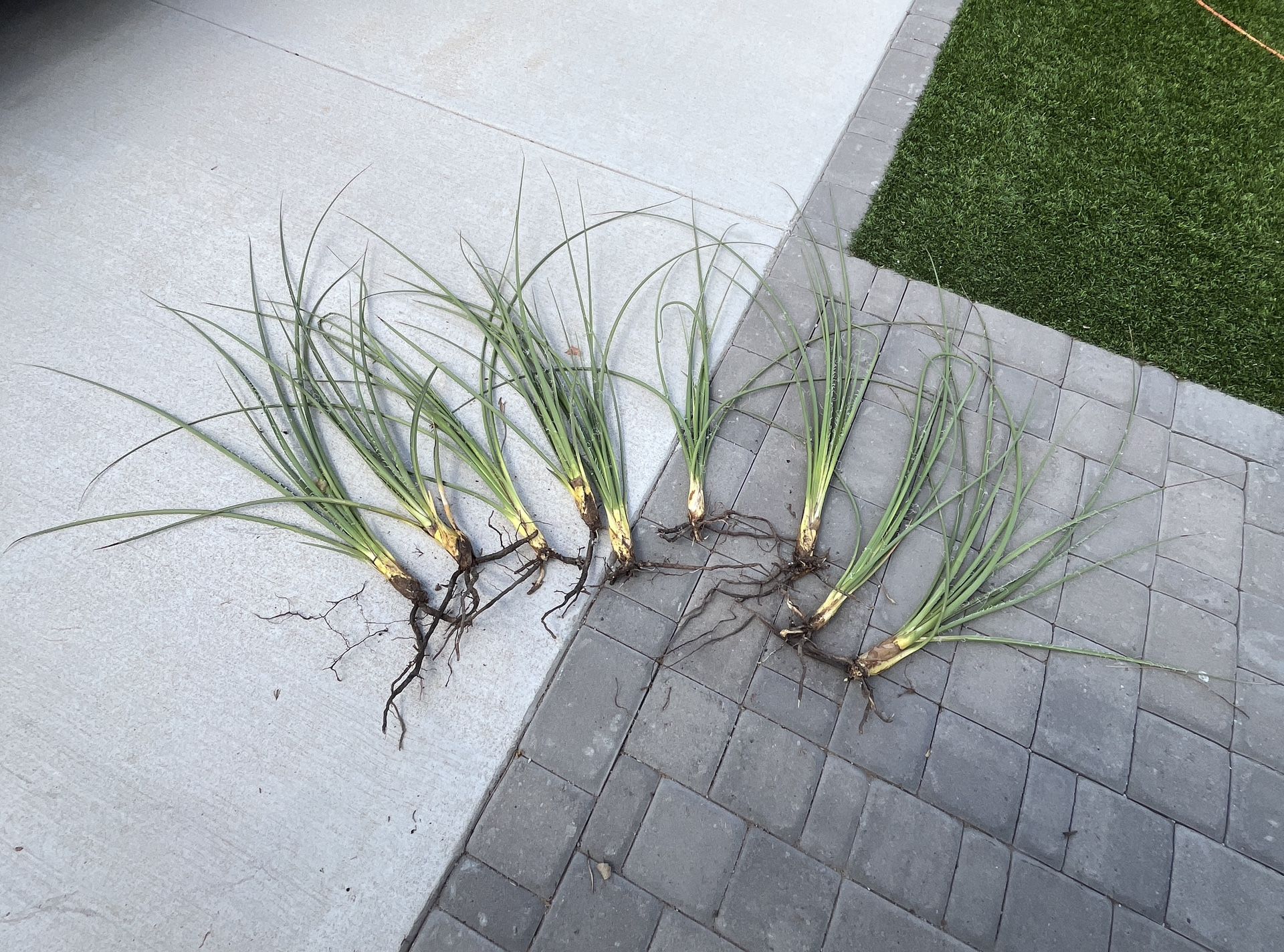 Red Yucca Plant