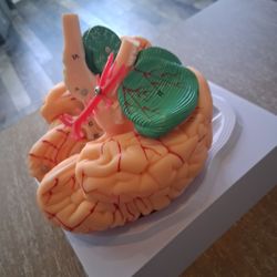 Anatomy Study Posters and 3D Brain Study Model.