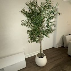 Olive Tree With Planter