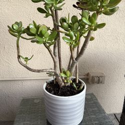 Succulent Tree 