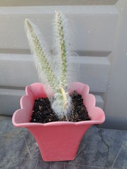 Snow ❄️  Cactus 🌵 