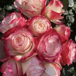 Rose Cherry Parfait with Multicolor Flowers Plant