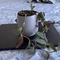 Purple Heart Indoor Plant