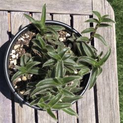 Kitten Ears Succulent Plant 