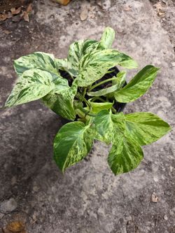 Epipremnum Aureum Queen Splash Pothos