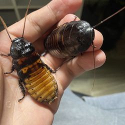 Madagascar Hissing Cockroach Pair