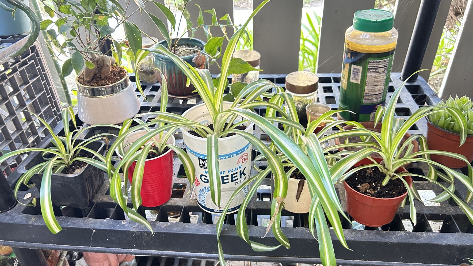 Spider Plants