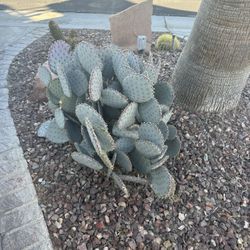 Free Cacti And Ground Cover Rocks 