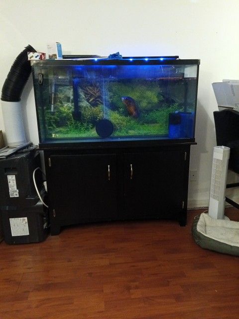 Fish Tank