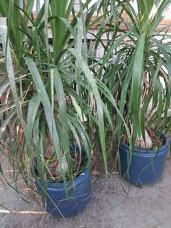 Pony tail palms