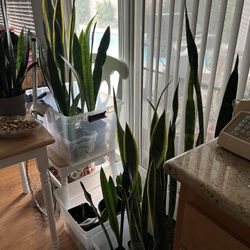 Indoor Plants $15 Each