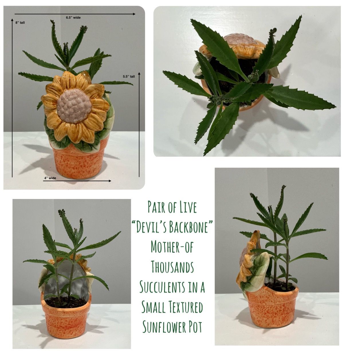 Pair of Live “Devil’s Backbone” Mother-of Thousands Succulents in a Small Textured Sunflower Pot