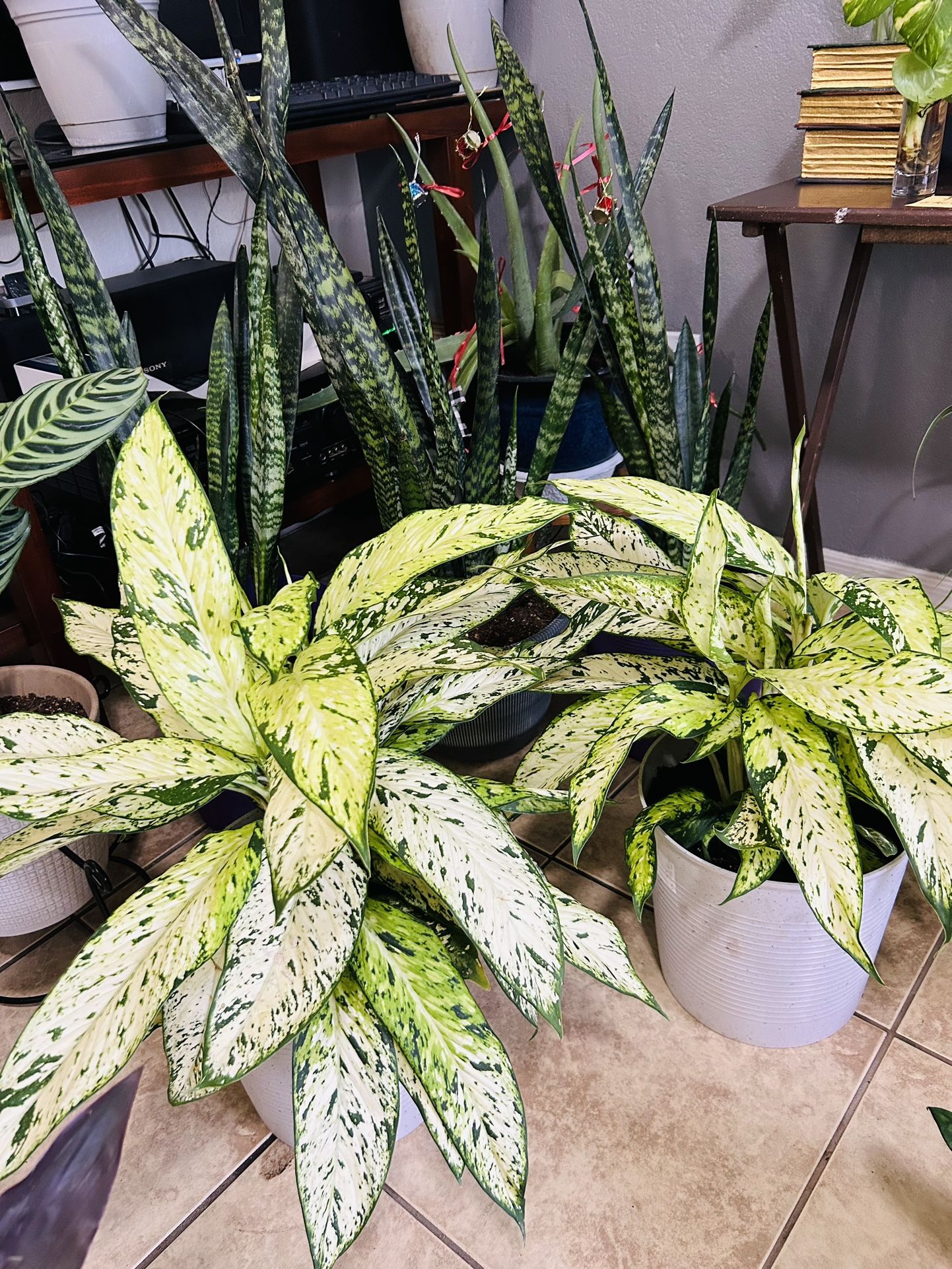 Plants For Sale 25 Each 