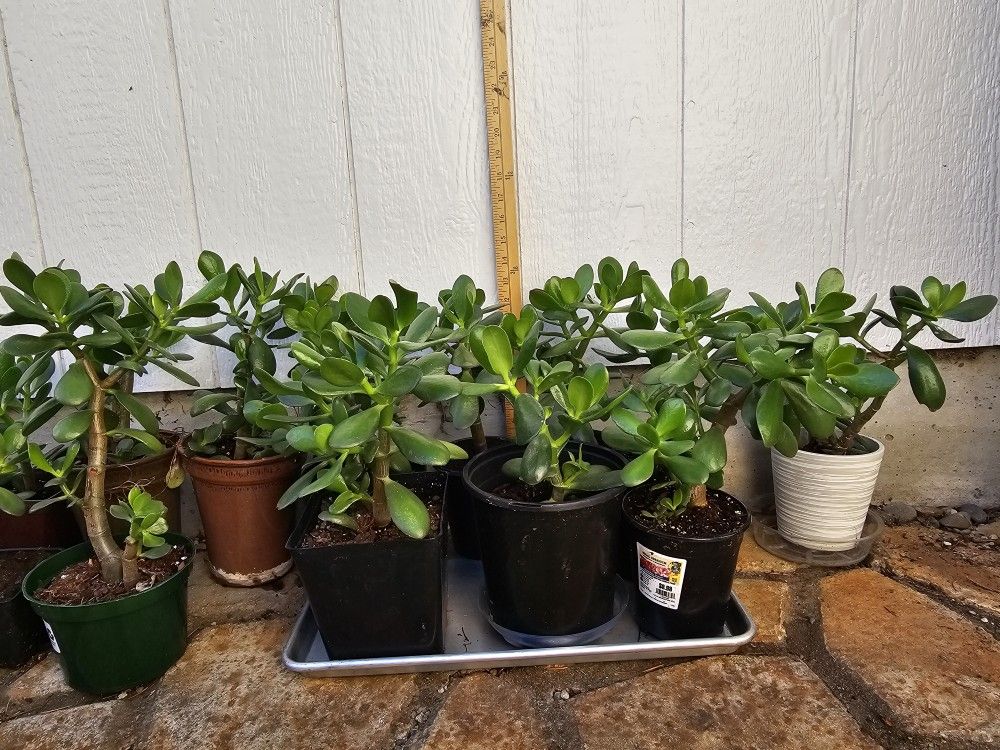 Jade Plants