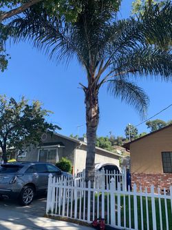 Free palm tree