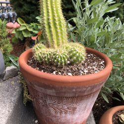Echinocereus Cactus