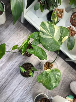 Three plants - one price