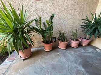 5 Patio Plants + Pots, Saucers & Dollies