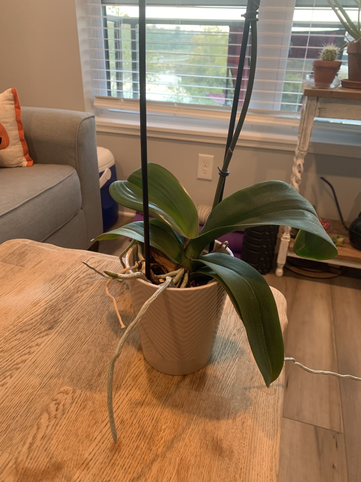 Free Houseplants
