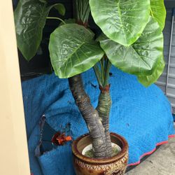 Plant 