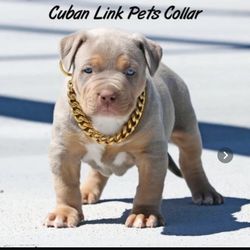 Collar For Pets   Color Gold 