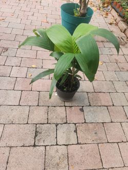 Mini Palm Tree Foxtail Palm 