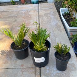 Sago Palm Plants Pick Up Only
