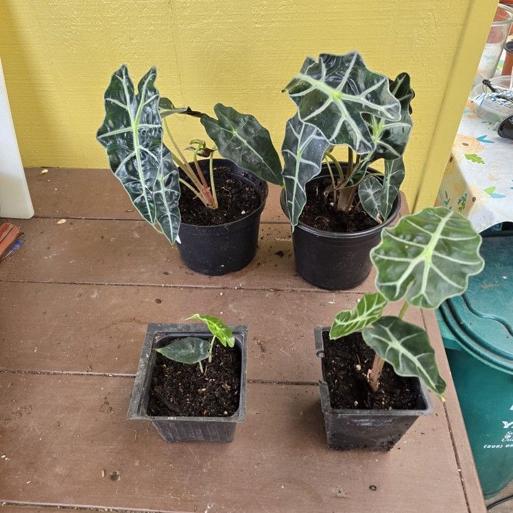 Alocasia Poly