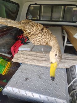Taxidermy duck