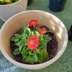 Asparagus Fern And Flower Plants For Sale 