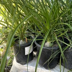 Elephant Foot Plants  $20 each Pot One Gallon Pot 