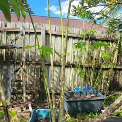 5 Papaya Plant 