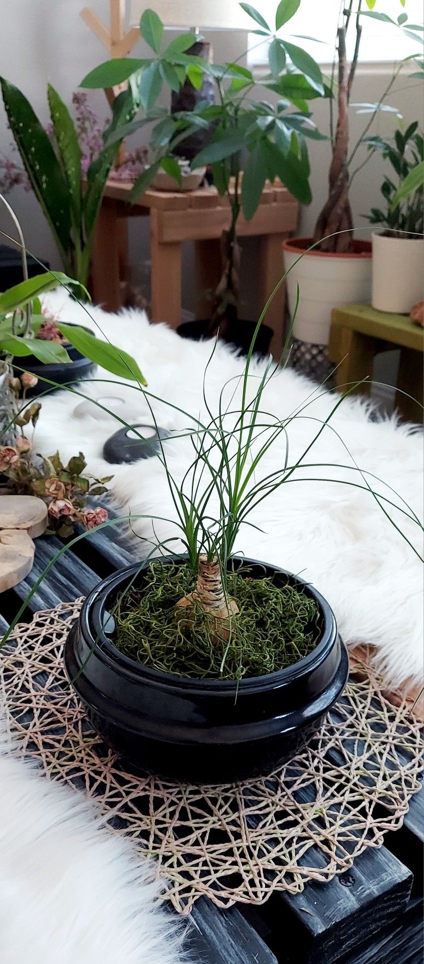 Living Plant 🌱 14"H Ponytail Palm (Symbolize Adaptability, Endurance, and Resilience) on 5"H Black Ceramic Pot ::: Indoor & Outdoor