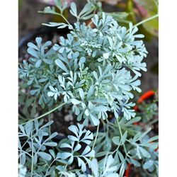 Rue Ruda Plant Seeds