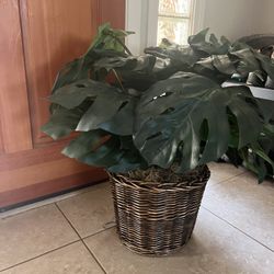 Silk Plant In Basket