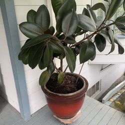 Focus Elastics Burgundy (Rubber Plant)