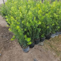 Podocarpus Over 3 Feet Tall Instant Privacy Hedge For Fence 