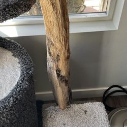 Free Cat Tree With Solid Wood Scratching Limb