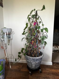 4 + foot tall Philodendron Plant in Rolling Decorative Pot