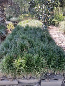 Mondo Grass