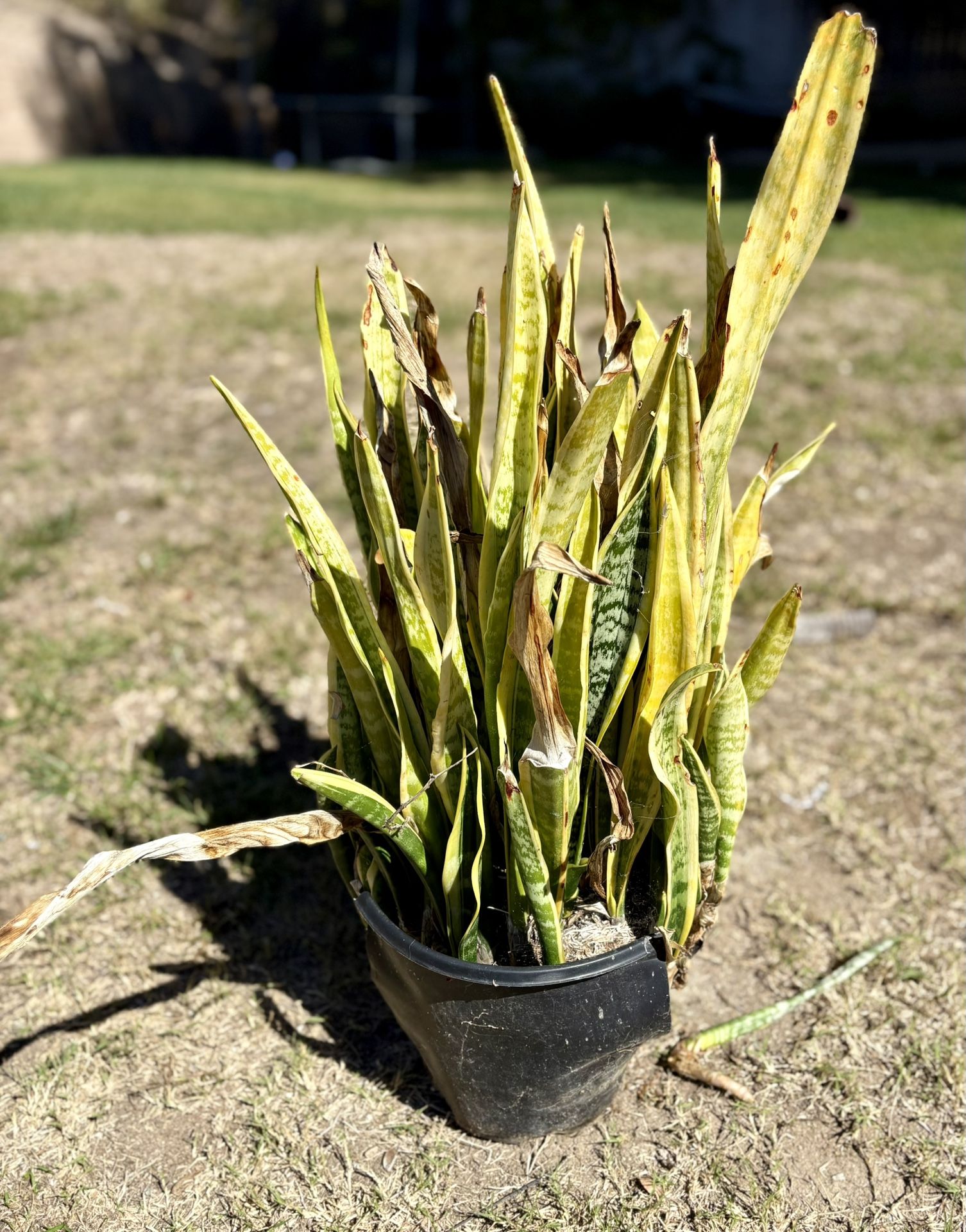 Big Snake Plant
